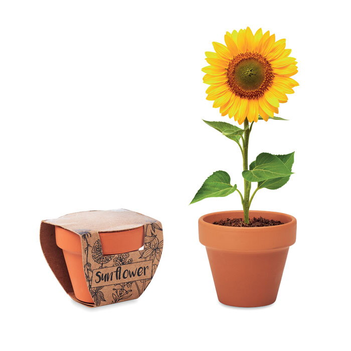 SUNFLOWER SUNFLOWER
